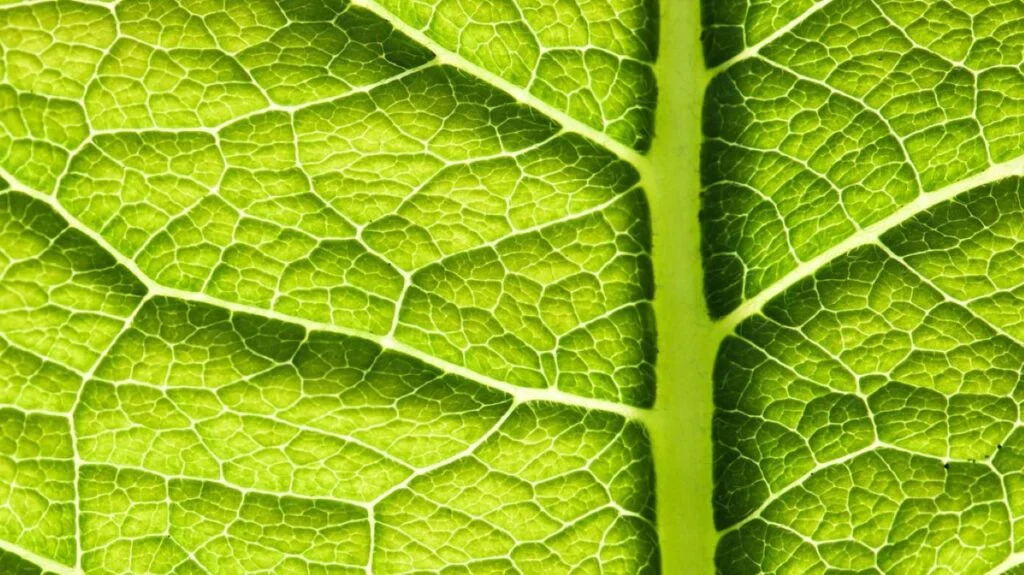 Energy Efficiency