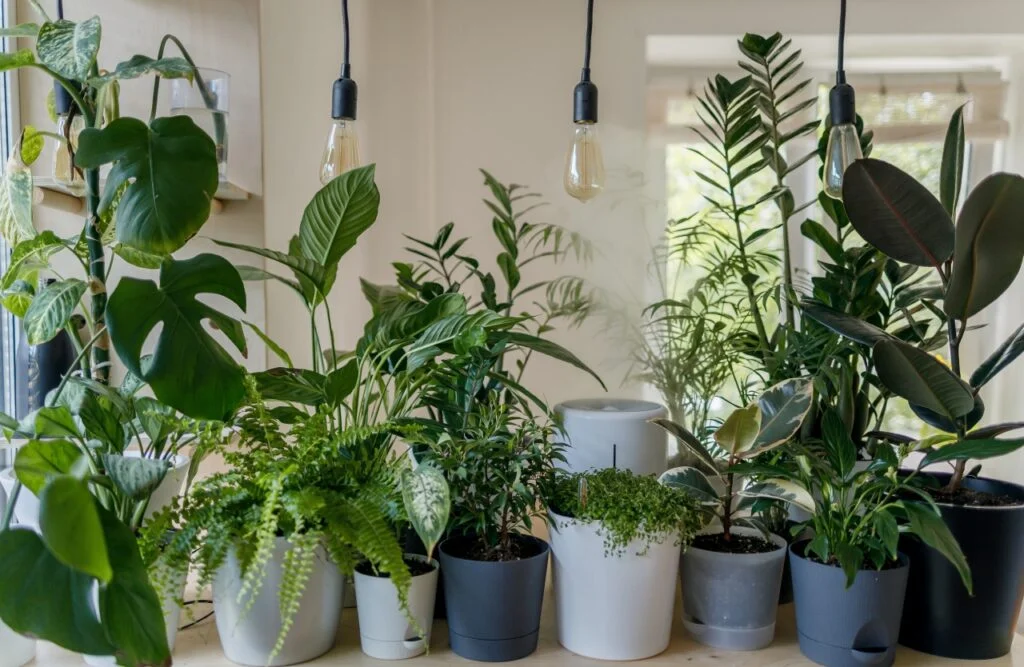 Interesting Peep into a Country House Design: An Off-Grid Experience Potted Plants