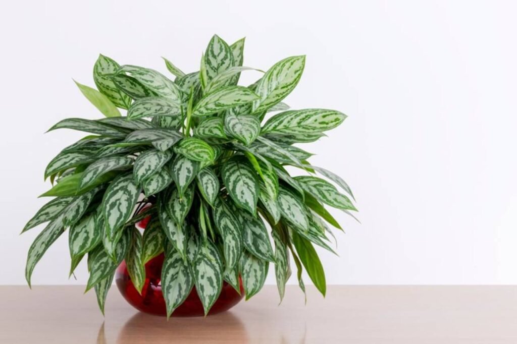 Biophilic Design: Why is Biophilia Important in Post Pandemic Architecture? chinese evergreen